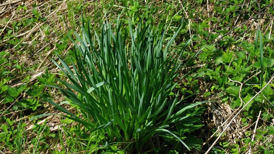 Listy narcisů připomínají, že zde byla kdysi zahrada