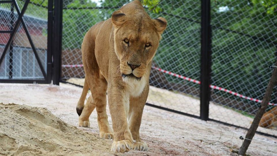 Spojování lvů do Lvího safari