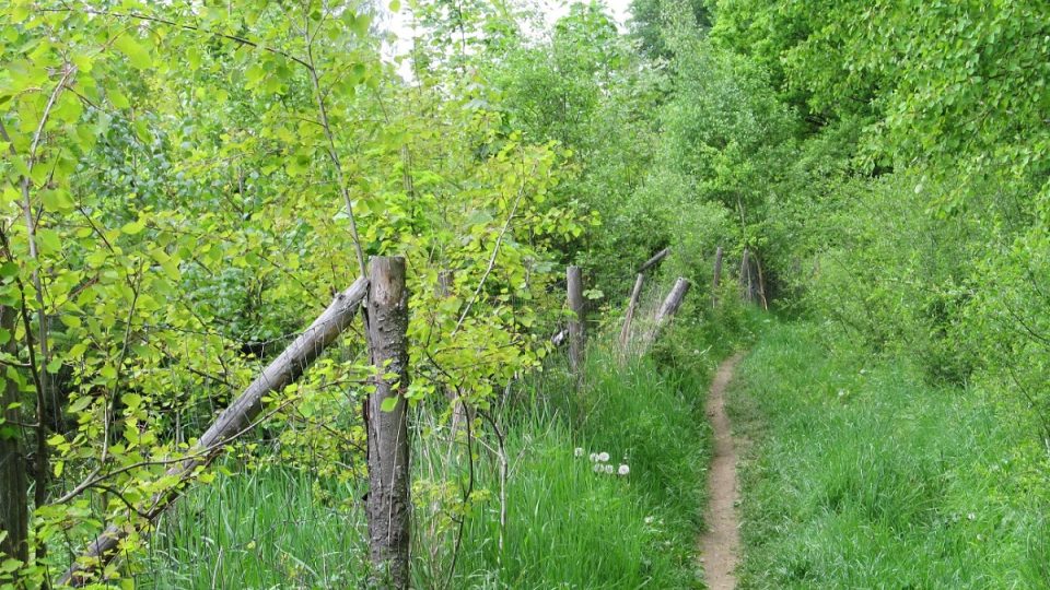 Cesta podél lesní školky těsně před Zaječím skokem