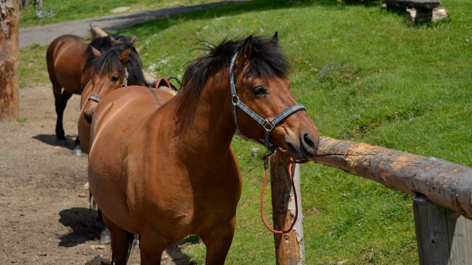 Český rozhlas Hradec Králové kmotrem hříbat na krkonošské Farmě Hucul