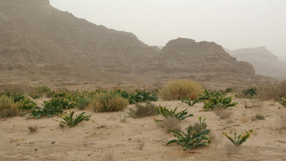 Rezervace Múdžib se zvedá nad Mrtvým mořem a Královská společnost pro ochranu přírody tu vysazuje do volné přírody kozorožce