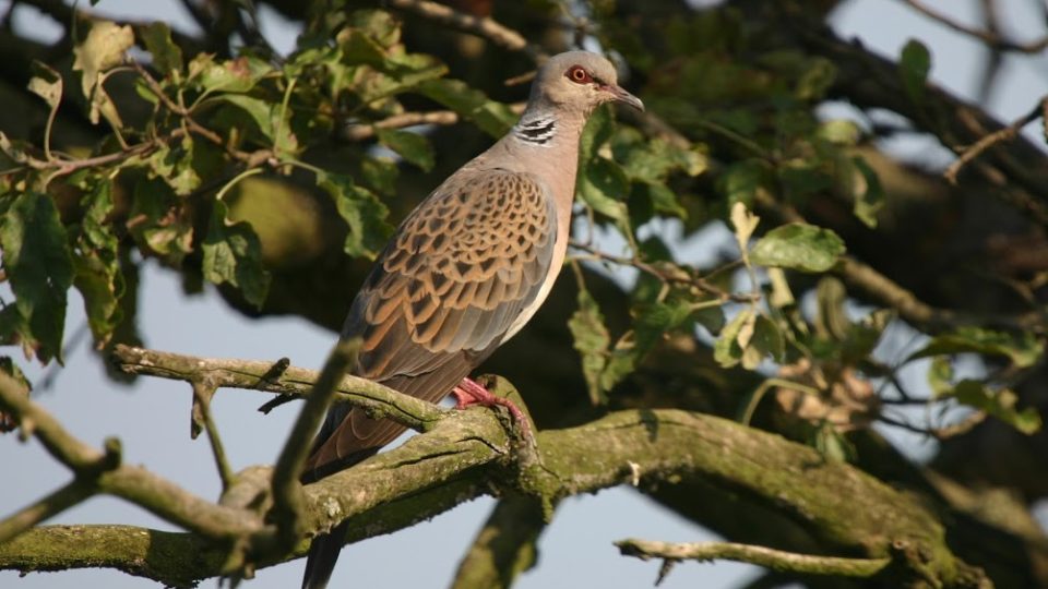 Hrdlička divoká (Streptopelia turtur)