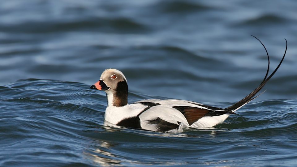 Hoholka lední (Clangula hyemalis)