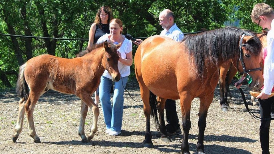 Český rozhlas Hradec Králové kmotrem hříbat na krkonošské Farmě Hucul