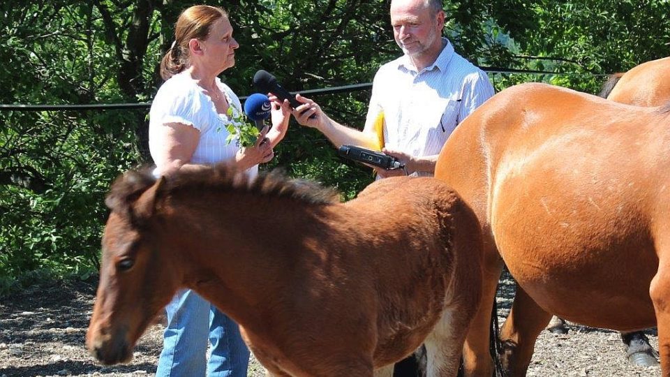 Český rozhlas Hradec Králové kmotrem hříbat na krkonošské Farmě Hucul