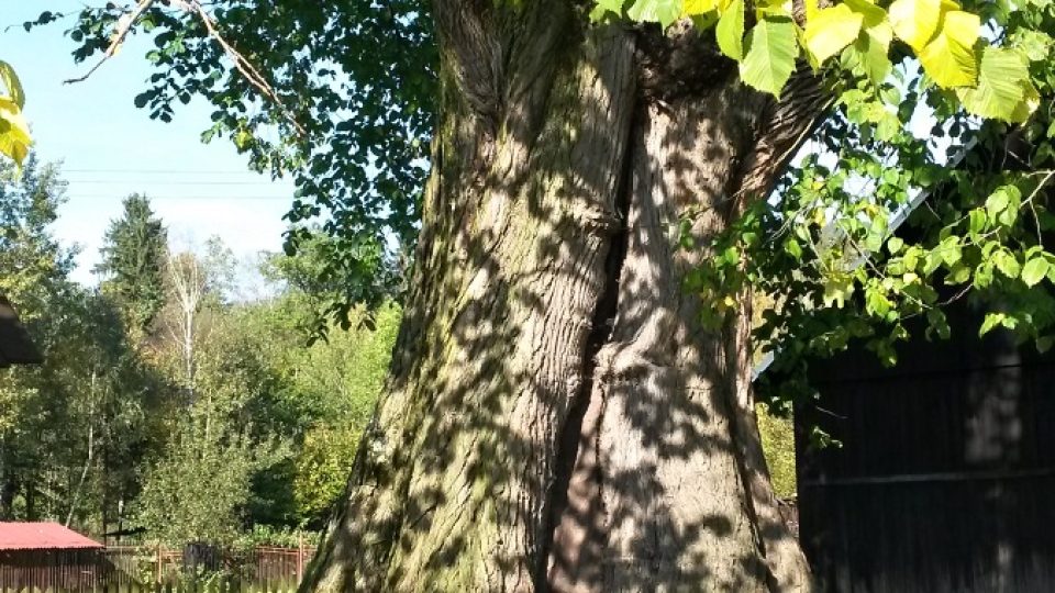 Památný bukovecký strom