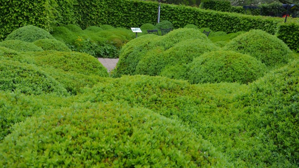 Ukázková buxusová zahrada v holandském Appelternu