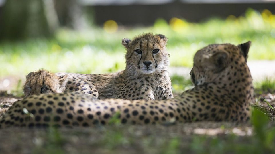 Gepardí rodinka v ZOO Dvůr Králové nad Labem