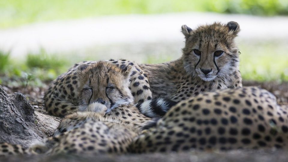 Gepardí rodinka v ZOO Dvůr Králové nad Labem