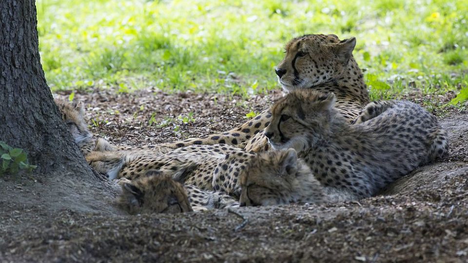 Gepardí rodinka v ZOO Dvůr Králové nad Labem