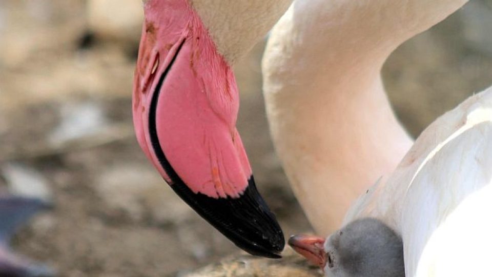 Mláďata plameňáků růžových v ZOO Dvůr Králové nad Labem