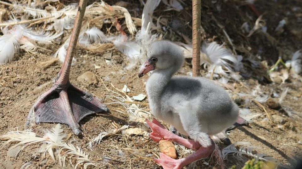 Mláďata plameňáků růžových v ZOO Dvůr Králové nad Labem