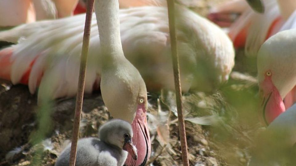 Mláďata plameňáků růžových v ZOO Dvůr Králové nad Labem