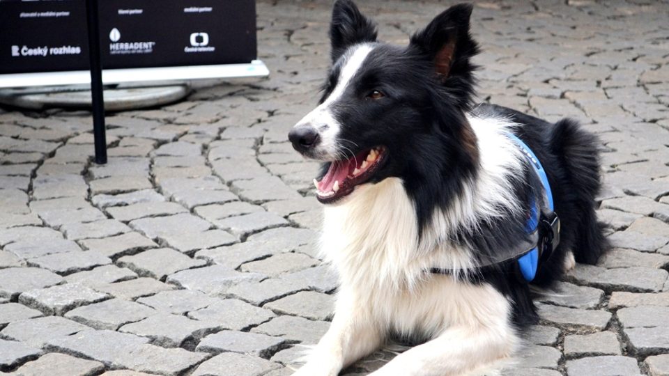Kavárna POTMĚ -  ukázka výcviku vodicích a asistenčních psů