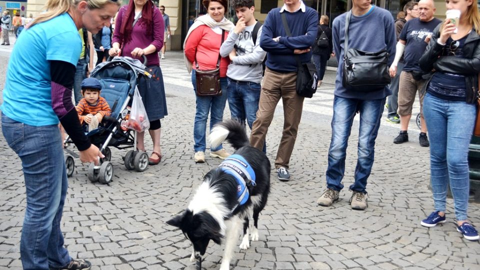 Kavárna POTMĚ -  ukázka výcviku vodicích a asistenčních psů