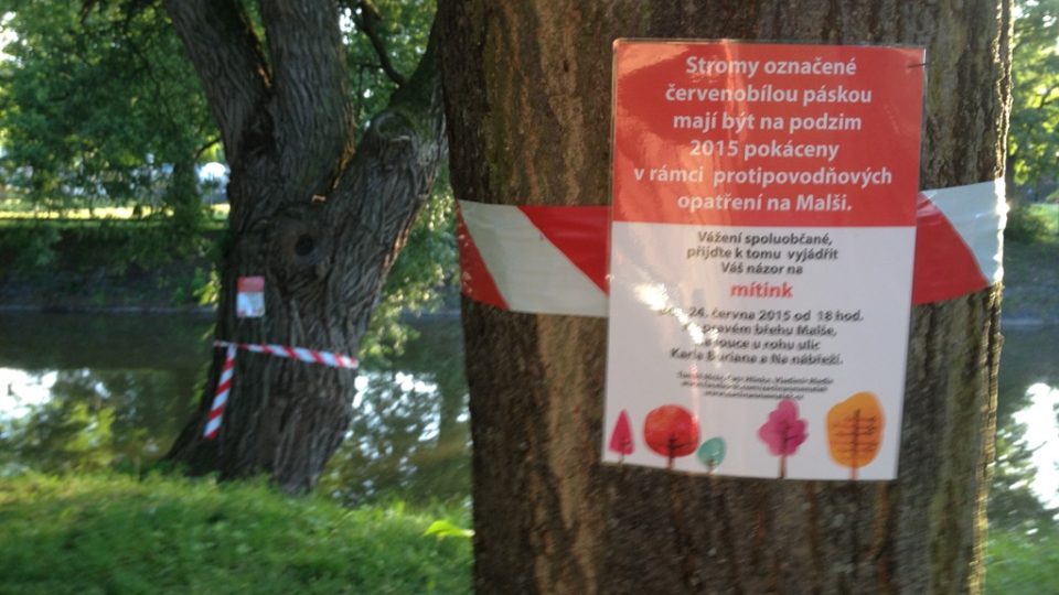 Označené stromy u Malše mají kvůli protipovodňovým opatřením padnout