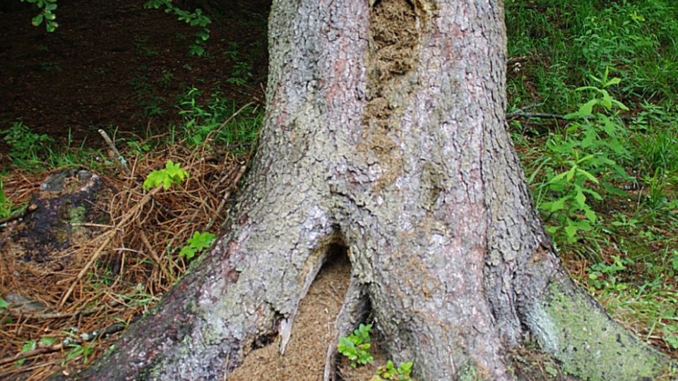 Unikátní strom naklovaný ptáky obsadili lesní mravenci