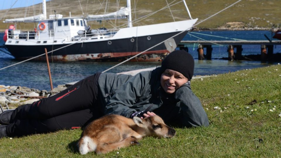 S osiřelým sobím mládětem na ostrově Beaver (Falklandské ostrovy) 