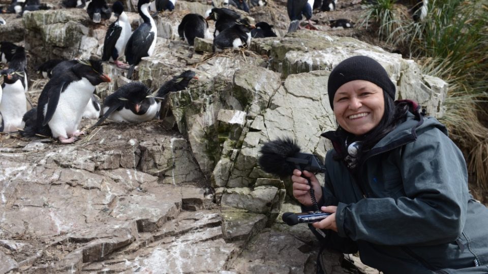 S mikrofonem při natáčení zvuků v kolonii tučňáků skalních (Falklandské ostrovy) 