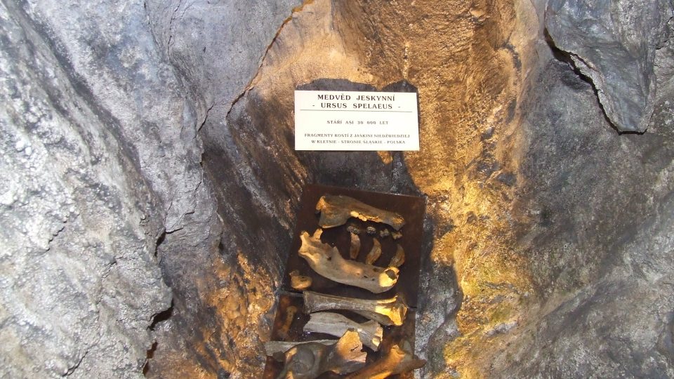 Asi 30 000 let staré kosti jeskynních medvědů z nedaleké Medvědí jeskyně v Polsku