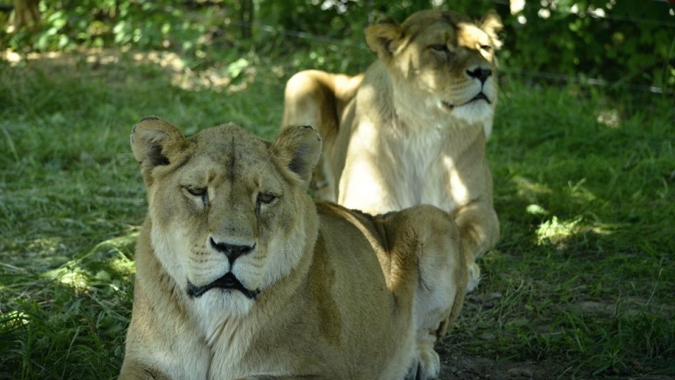 Lví safari, ZOO Dvůr Králové nad Labem
