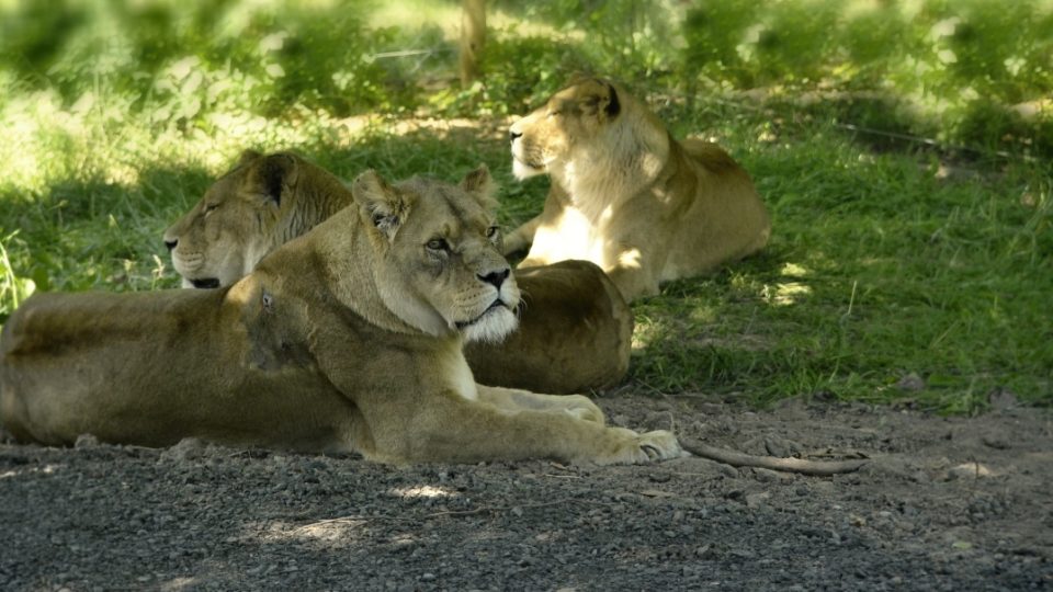 Lví safari, ZOO Dvůr Králové nad Labem