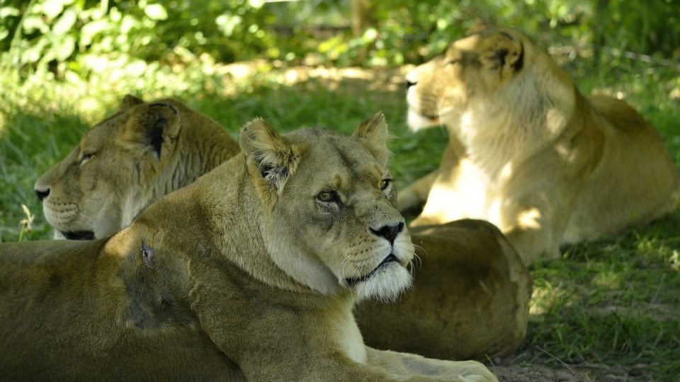 Lví safari, ZOO Dvůr Králové nad Labem