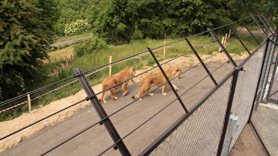 Lvy kontrolují pracovníci ZOO ze strážní věže