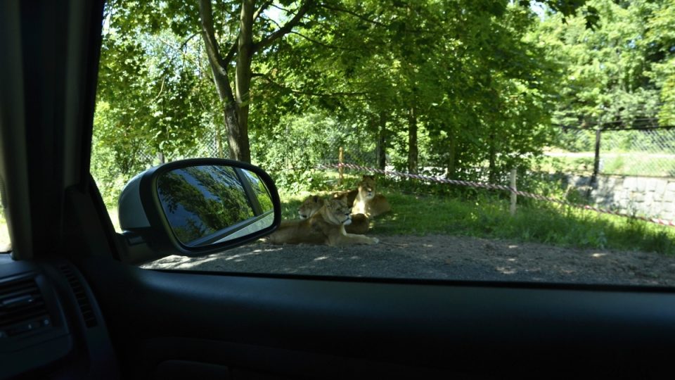 Z auta je možné pohodlně pozorovat lvy