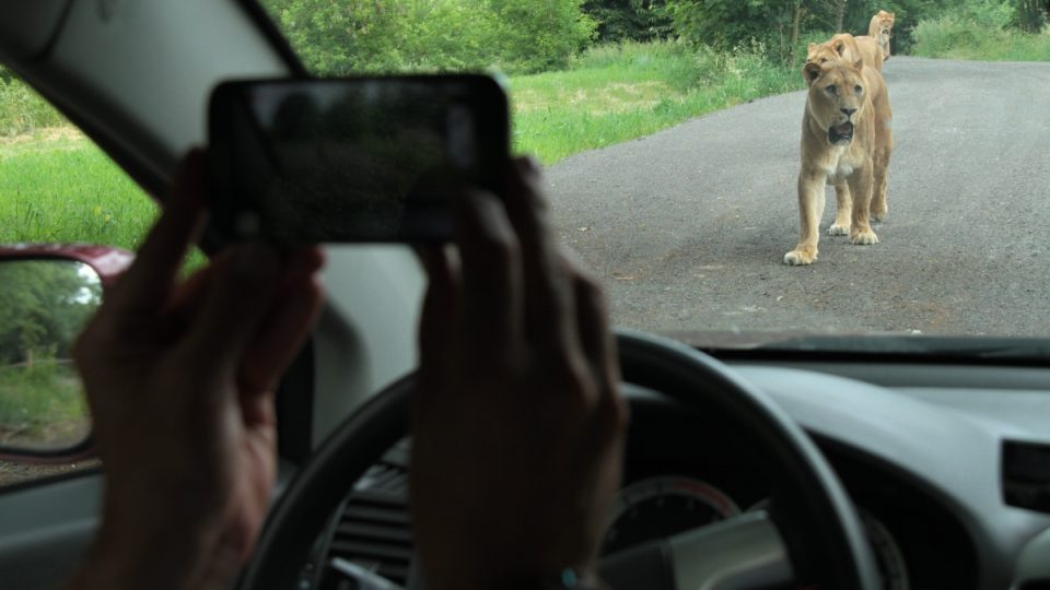 Lví safari, ZOO Dvůr Králové nad Labem