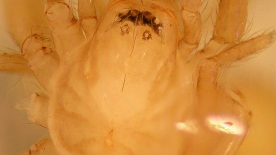 Příčnatka malooká (Hahnia microphthalma) vzácný druh žijící v podzemí. Mikroskopický snímek zachycuje exemplář odchycený v Mravíně na Chrudimsku