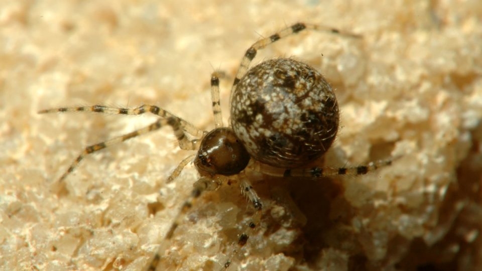 Snovačka popelavá (Theridion cinereum) byla nedávno poprvé nalezena v České republice u Brna