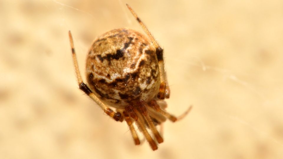 Snovačka tabulová (Parasteatoda tabulata) žije na zdech domů. Na našem území se rozšířila nedávno