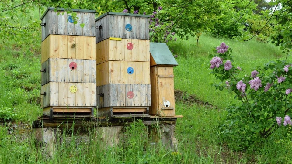 Včelí úly v budoucí expozici Medonosných rostlin v pražské botanické zahradě v Troji