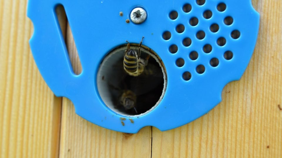Včely na prahu svého obydlí