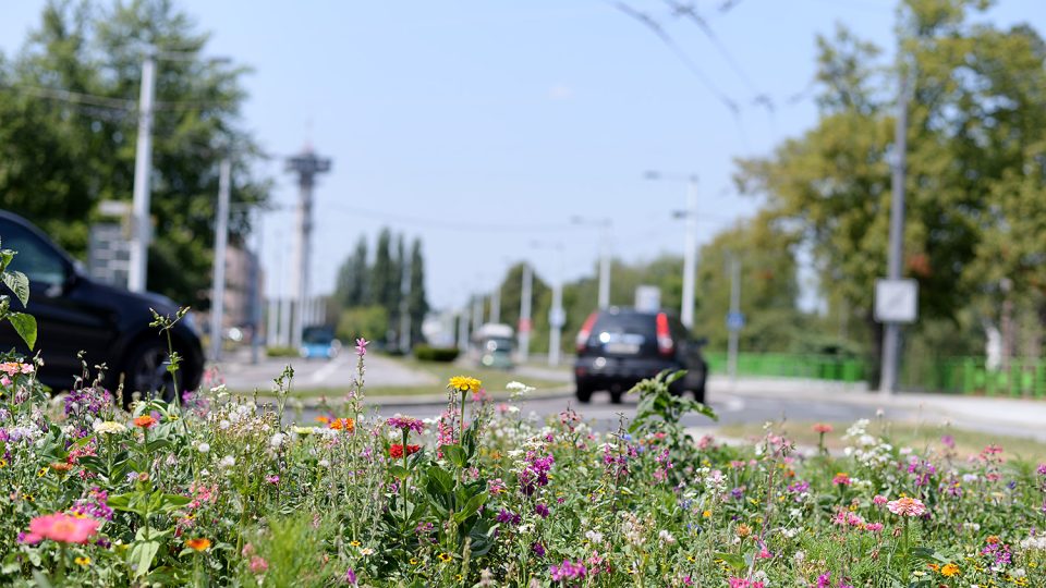 Louka v Pardubicích na náměstí Republiky