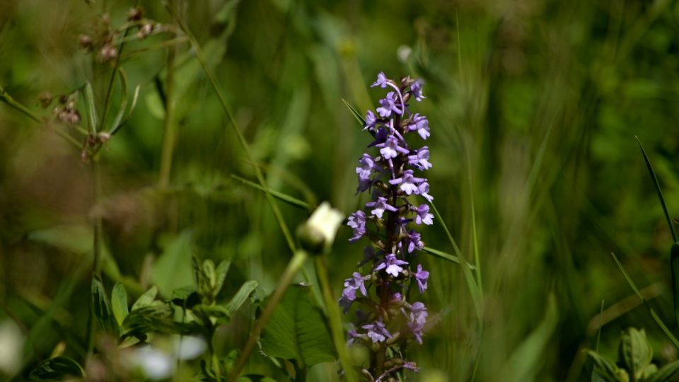 Orchidej pětiprstka žežulník