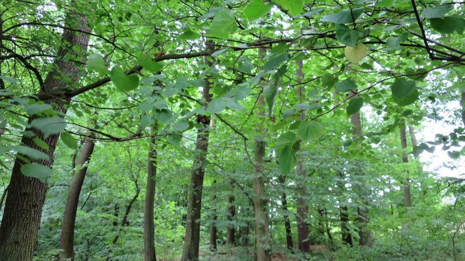 Okolní habrové a dubové lesy, kde roste velké množství hub