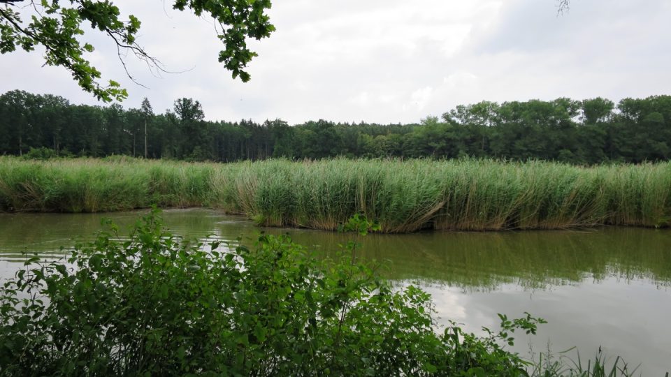 Pohled na rákosí