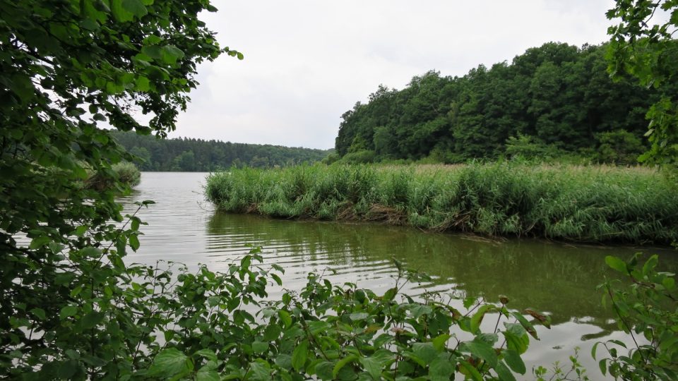 Pohled na rákosí