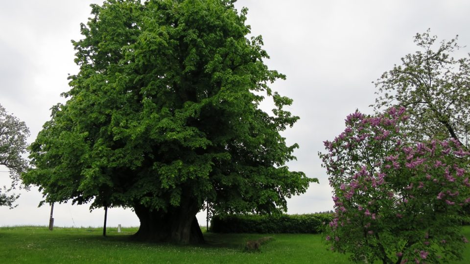 Vejdova lípa u přehrady Pastviny