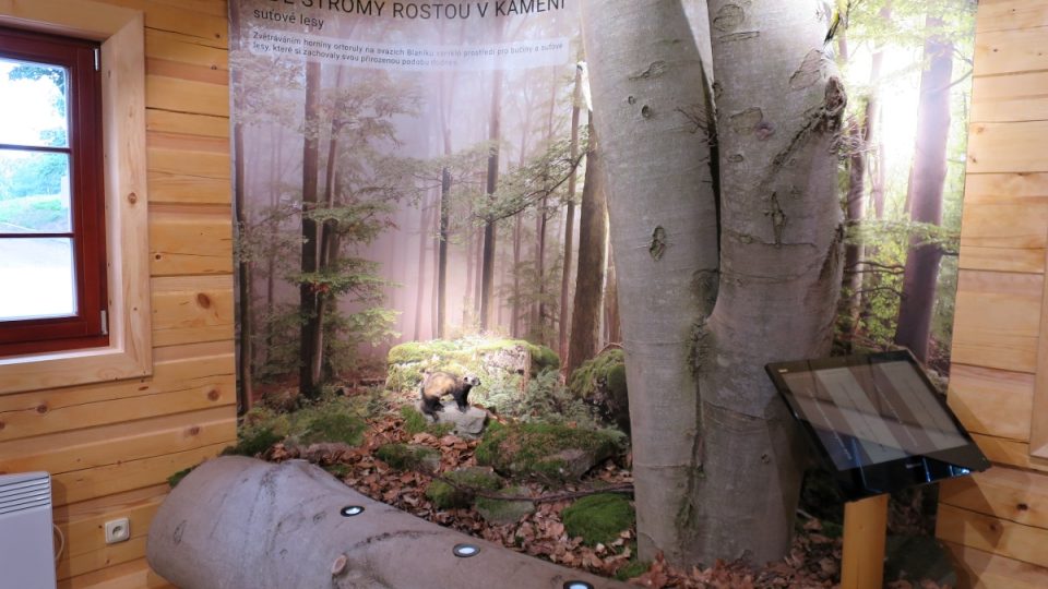 Diorama představující suťové lesy