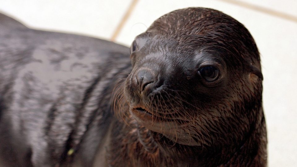 V liberecké zoo se narodilo po 5 letech mládě lachtana hřivnatého