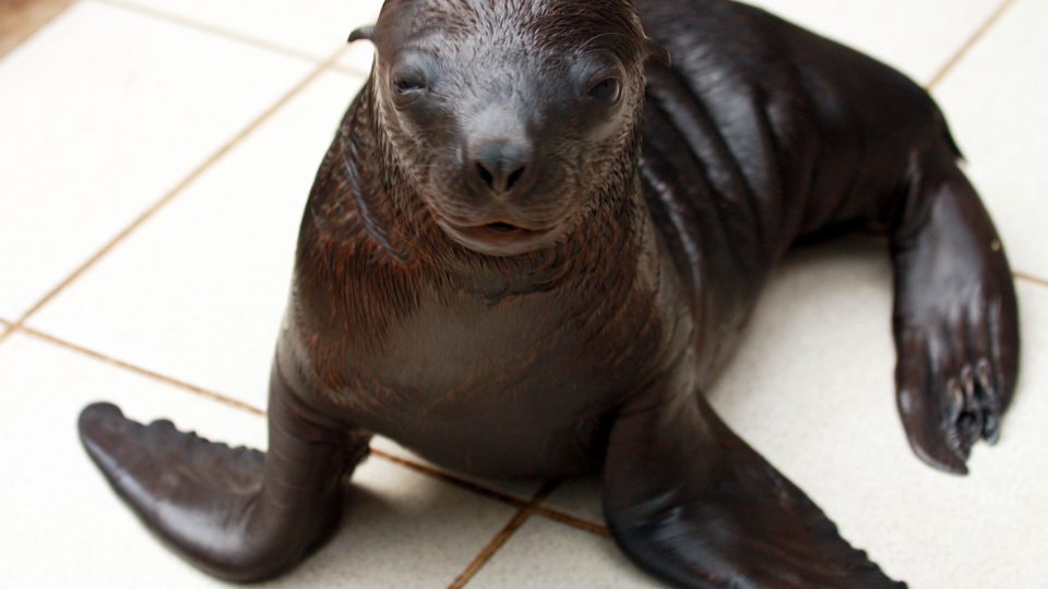 V liberecké zoo se narodilo po 5 letech mládě lachtana hřivnatého