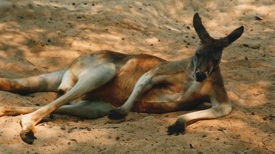 Nejznámější australské zvíře odpočívá v chládku. Klokan rudý může dosahovat i výšky dospělého 180 cm muže
