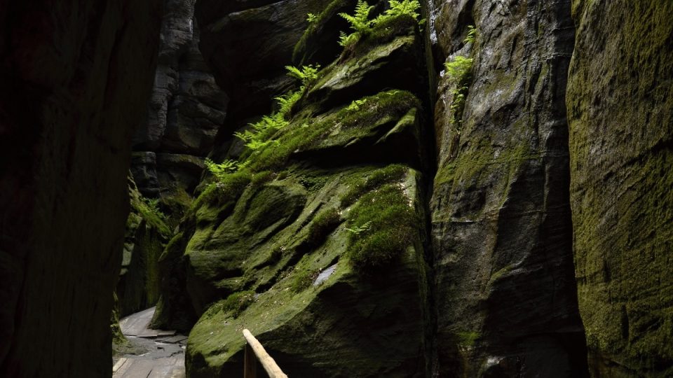 V chladném mikroklimatu soutěsky najdeme vzácné rostliny i živočichy