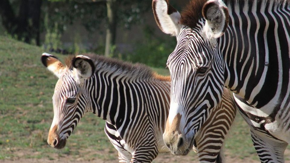 V pruhované porodnici ZOO Dvůr Králové nad Labem bylo v červenci rušno - na svět tam přišlo 5 zebřích mláďat. Jsou to 3 samečkové a 2 samičky. A v přírodě těch nejohroženějších - zeber Grévyho.