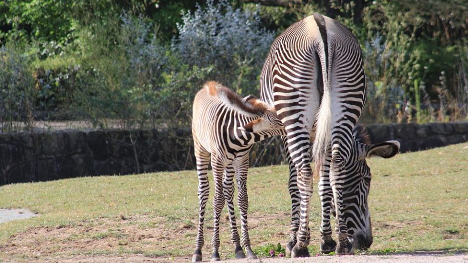 V pruhované porodnici ZOO Dvůr Králové nad Labem bylo v červenci rušno - na svět tam přišlo 5 zebřích mláďat. Jsou to 3 samečkové a 2 samičky. A v přírodě těch nejohroženějších - zeber Grévyho.