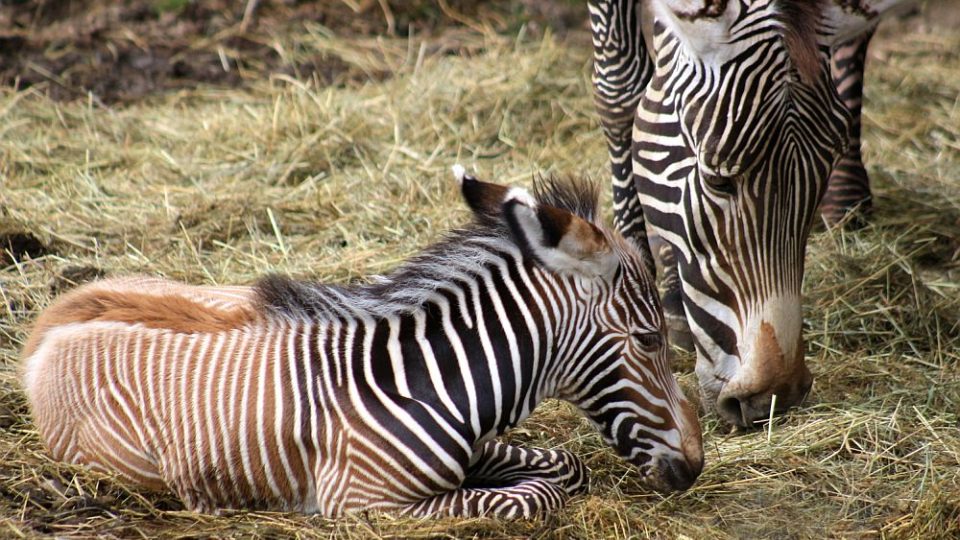 V pruhované porodnici ZOO Dvůr Králové nad Labem bylo v červenci rušno - na svět tam přišlo 5 zebřích mláďat. Jsou to 3 samečkové a 2 samičky. A v přírodě těch nejohroženějších - zeber Grévyho.