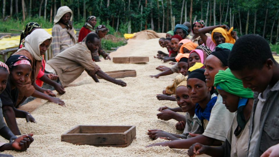 Sušení kávy na afrických postelích trvá 7-14 dní v závislosti na počasí